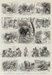 The Frolics of a Ceylon Rogue Elephant og deres konsekvenser